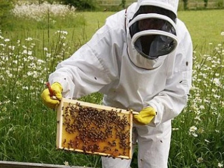 beekeprs
