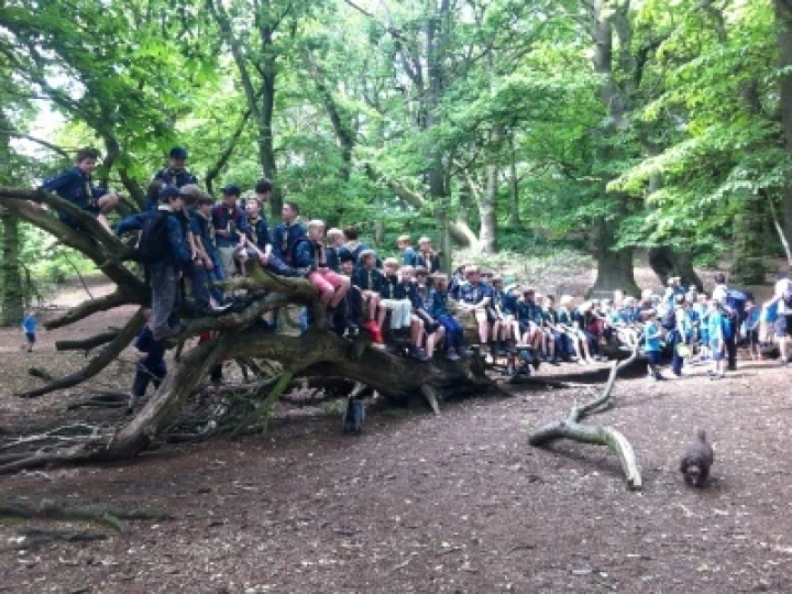scouts