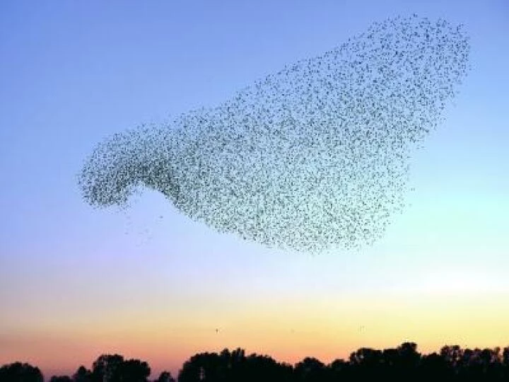 a_murmuration_of_starlings-2