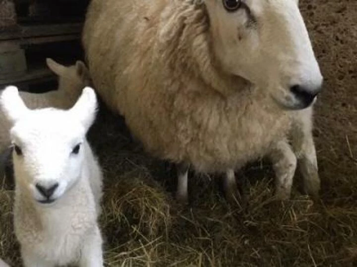 Lambs
