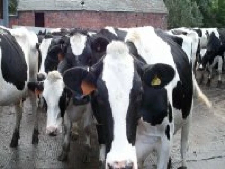 Here come the girls