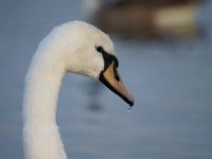 Our swan