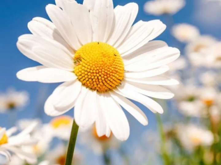 Daisy