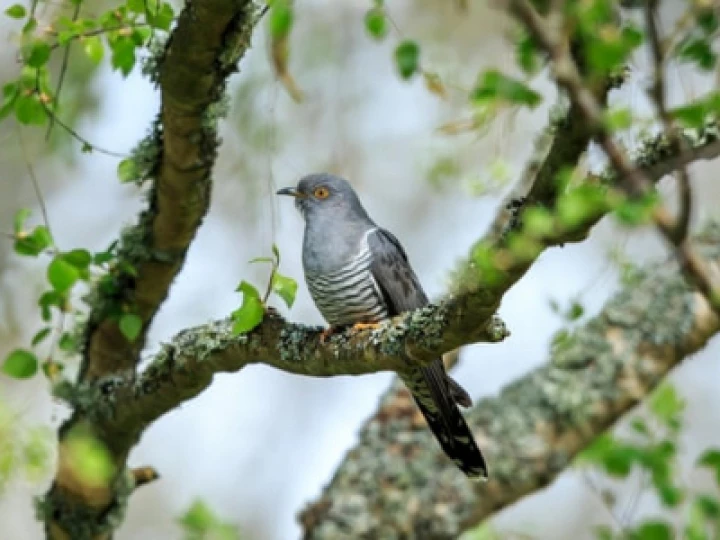 cuckoo