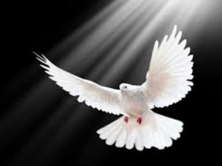 dove