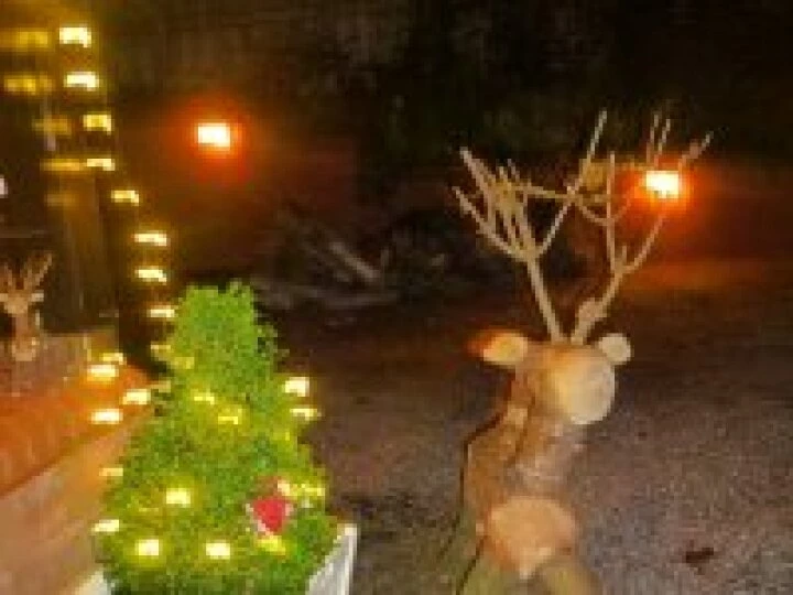 Christmas reindeer