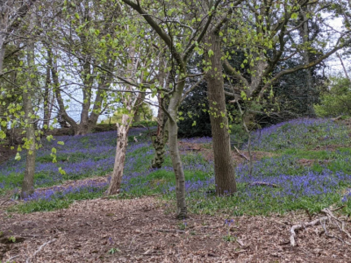 Bluebell wood