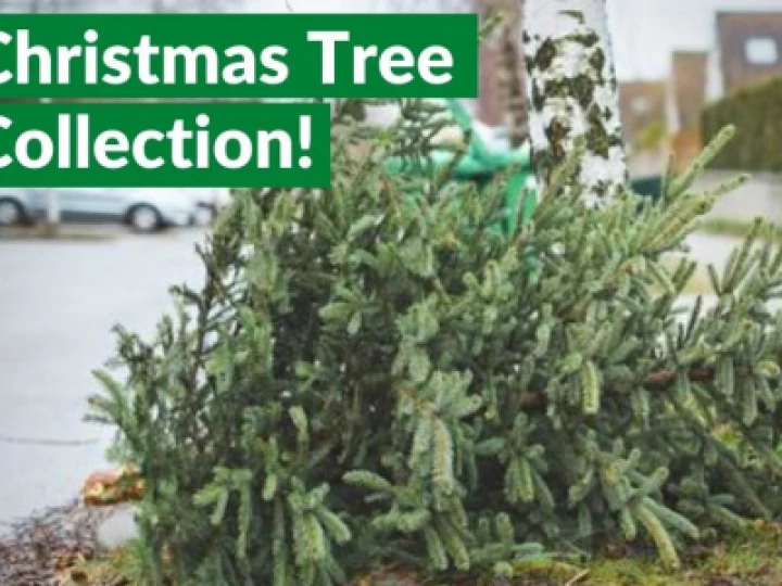 Tree Recycle