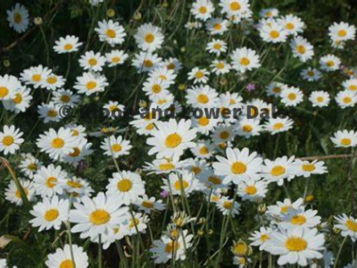 Daisies