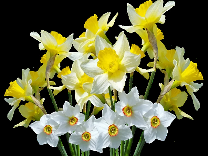 Spring-3002469_1280