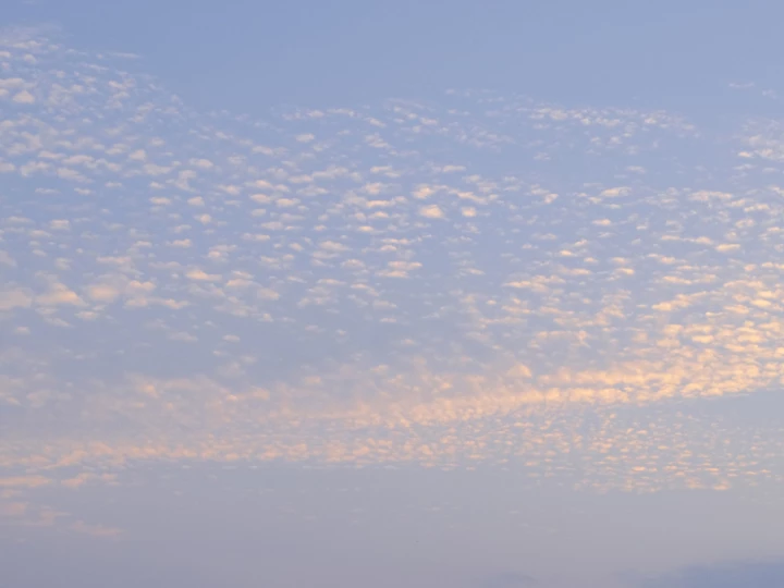 ~Mackerel 'Shoal'_f4980