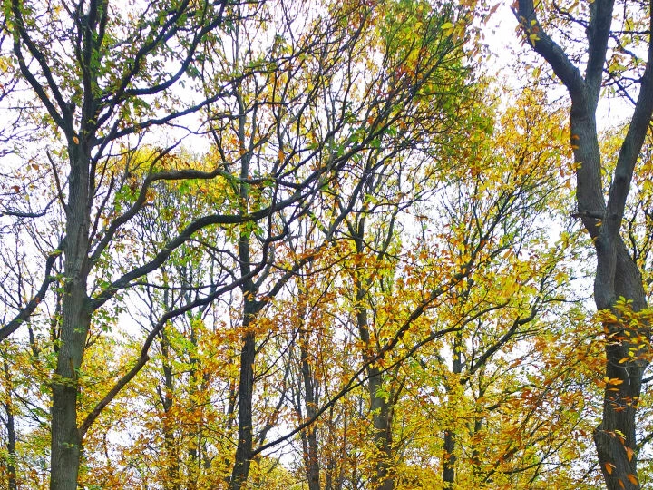 Woodland Paths (Delamere) S02585