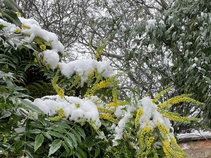 Snow in November