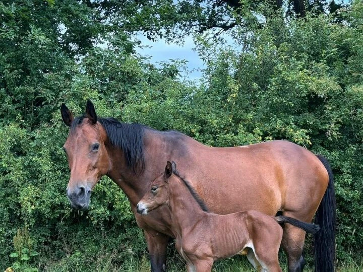 Foals