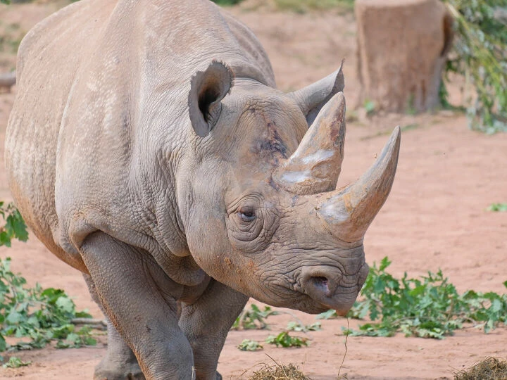 black rhino