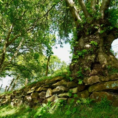 Sandstone wall and hedge