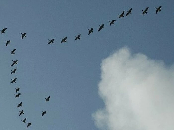 Pink footed geese