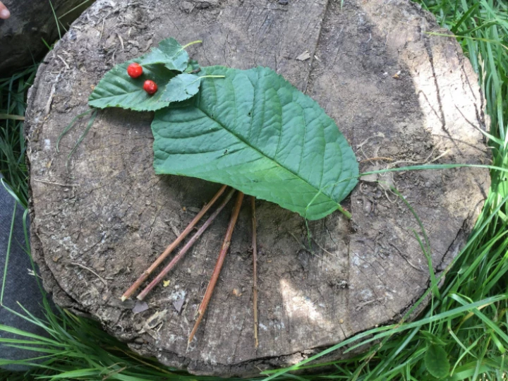 Forest schools