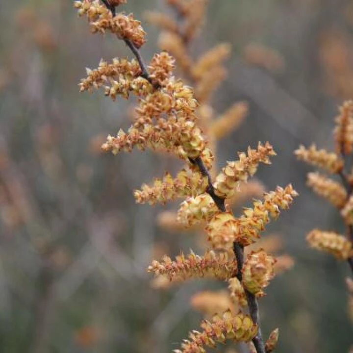 Bog Myrtle
