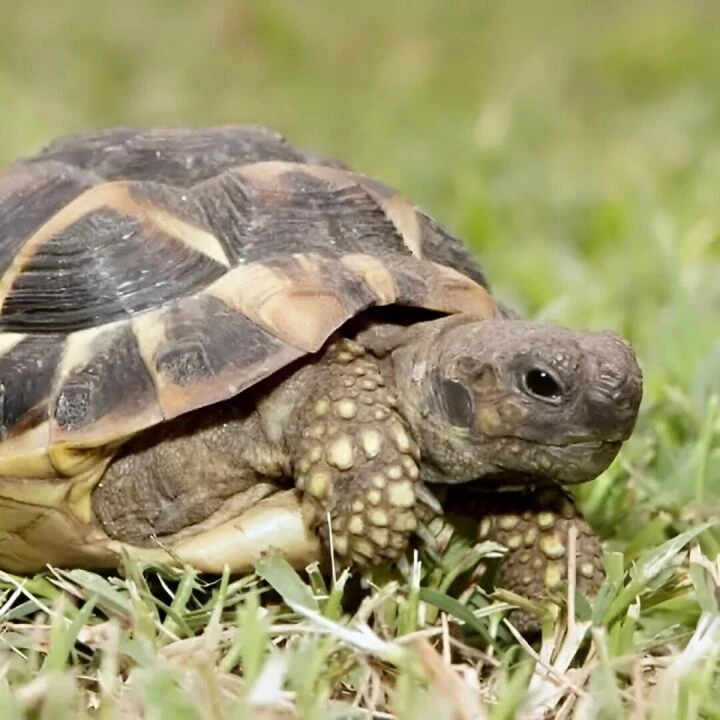 Tortoise