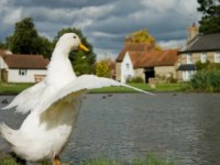 Duck Stretch 01