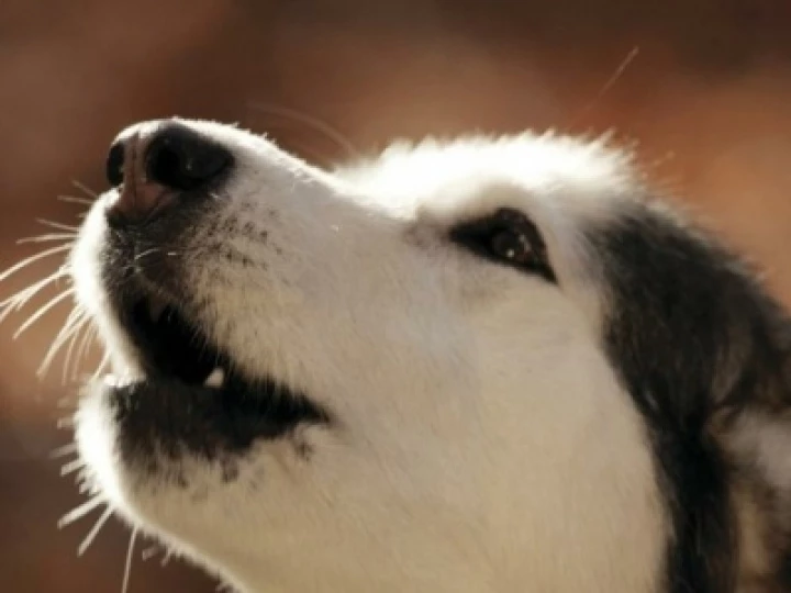 Barking Dog