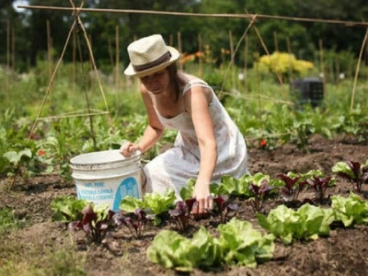 Allotments 05a