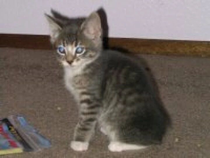 Tabby_kitten