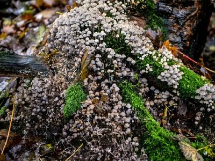 Fungal Foray 6