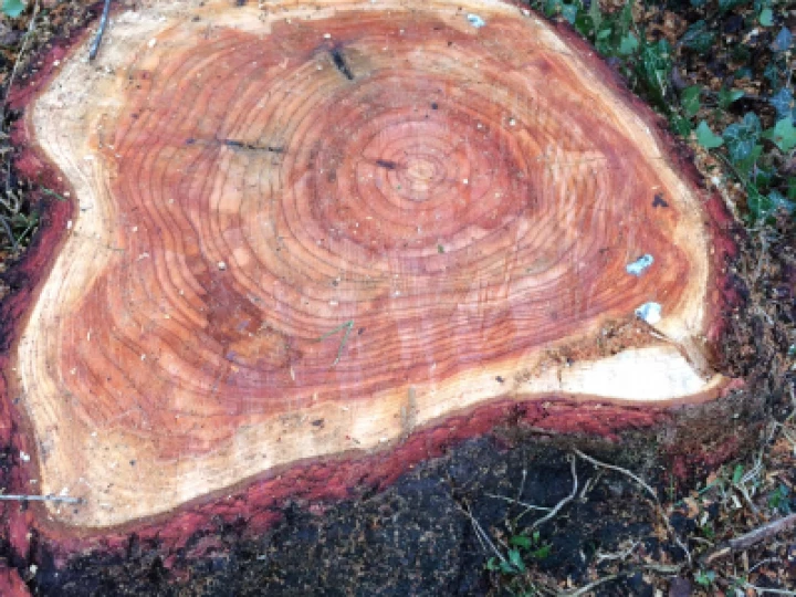 St Chads tree