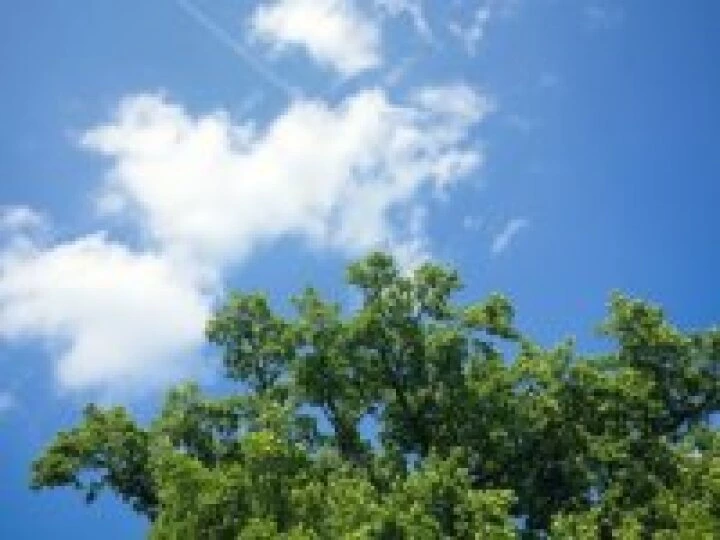 Tree & Sky
