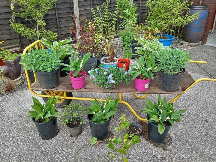 Plant Sale