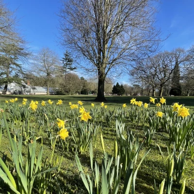 Walton daffodils
