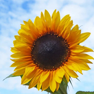 Solo Sunflower