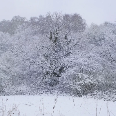Winter Woodland