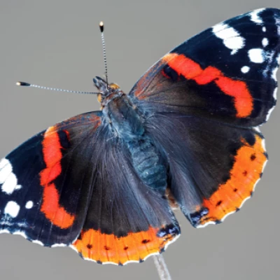 Red Admiral
