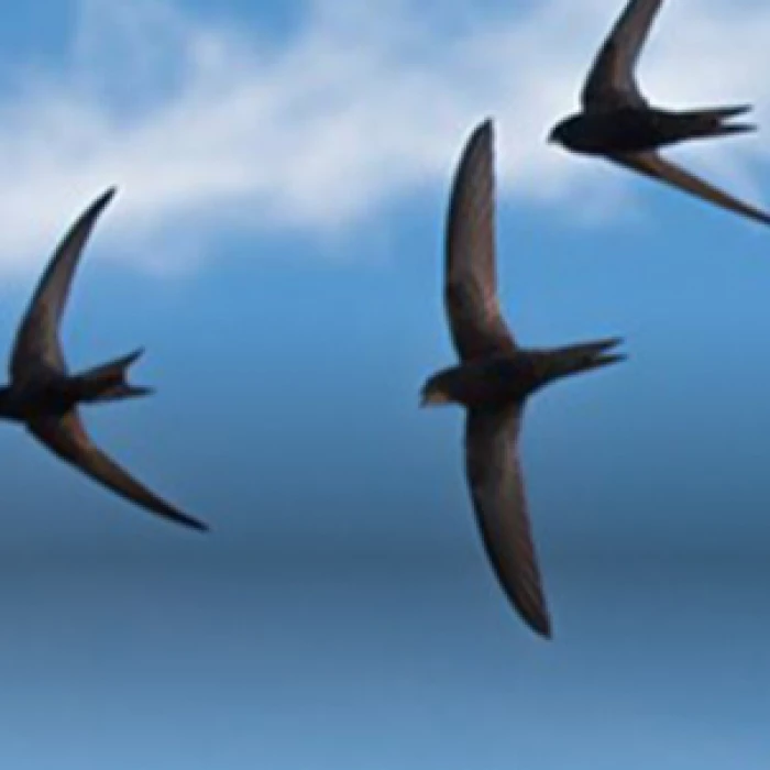 Swift3