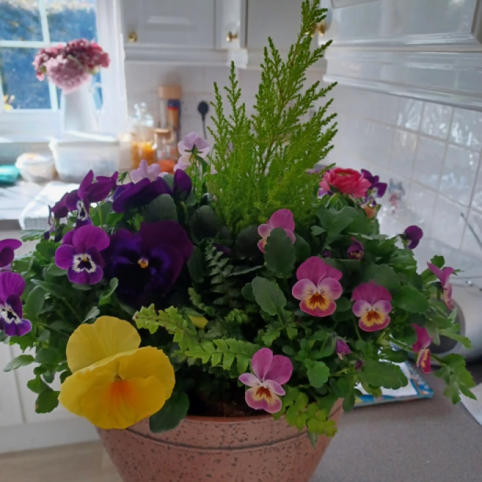 Flowers for housebound friend
