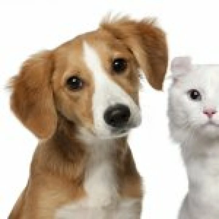 pet-dog-cat