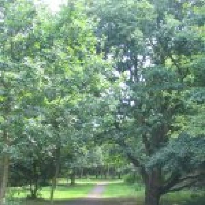 Community Woodland