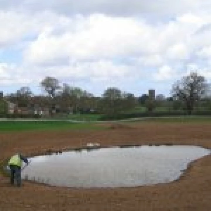Newt ponds
