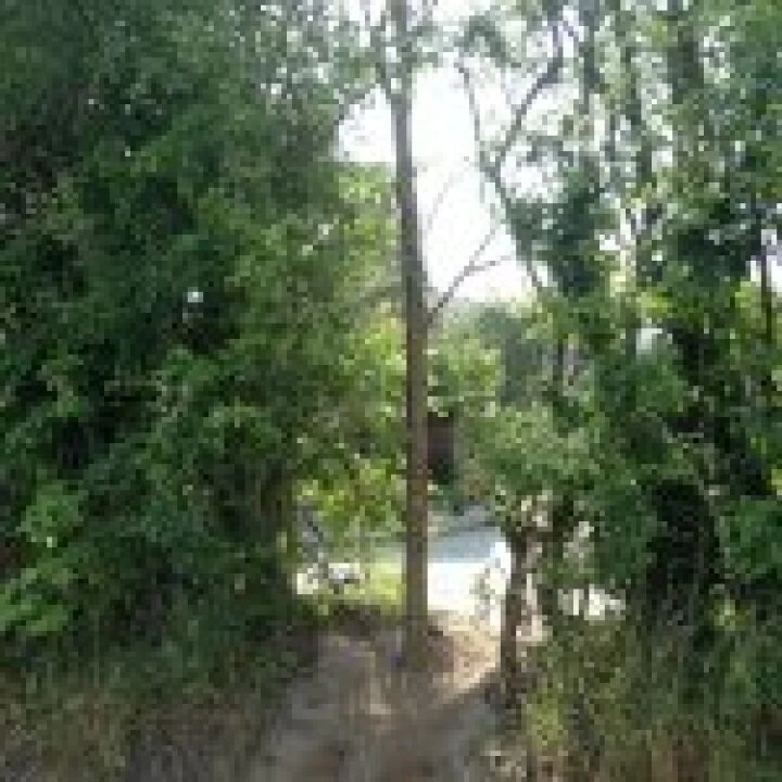 Hole in Hedge