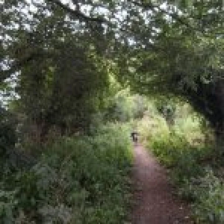 path and dogs1