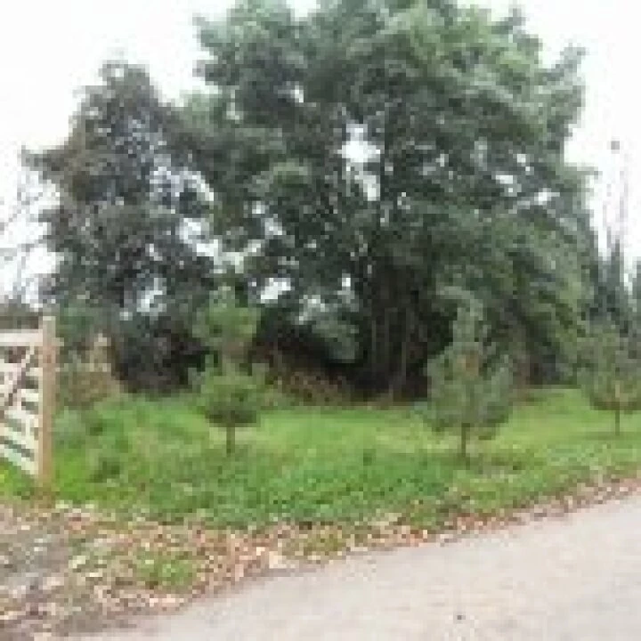 original pines