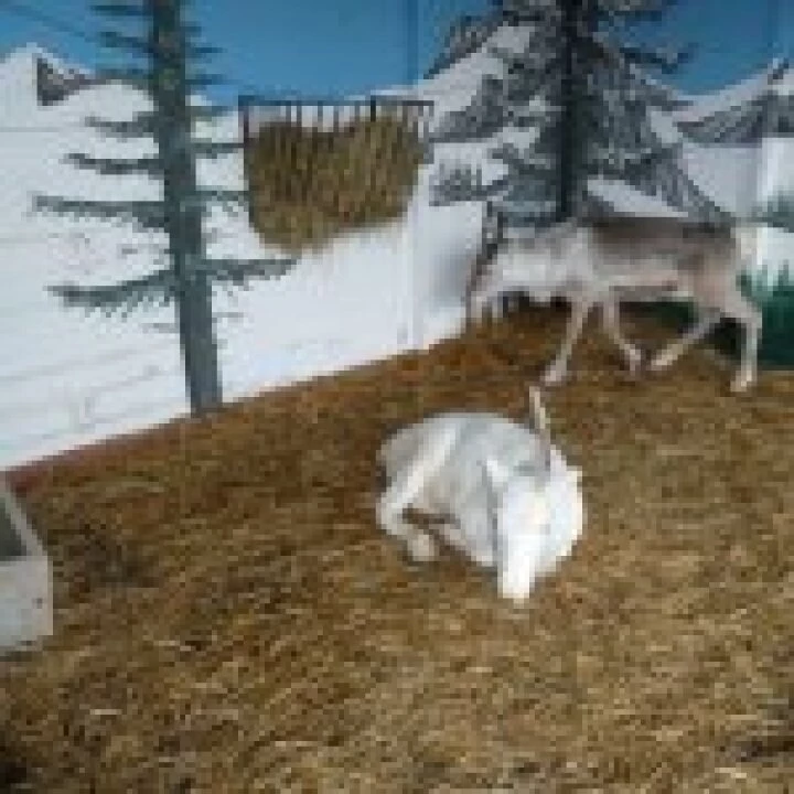 reindeer 1