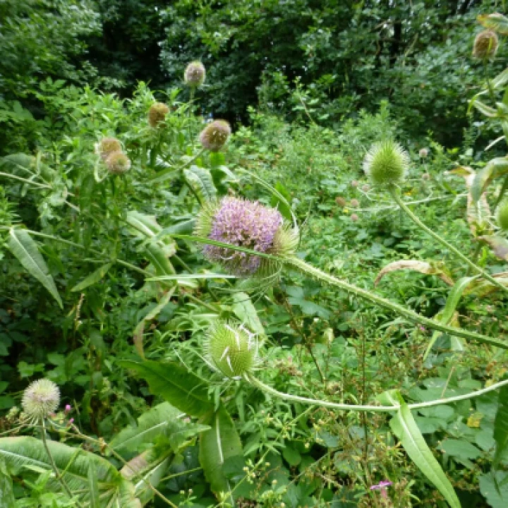Teazel Flower