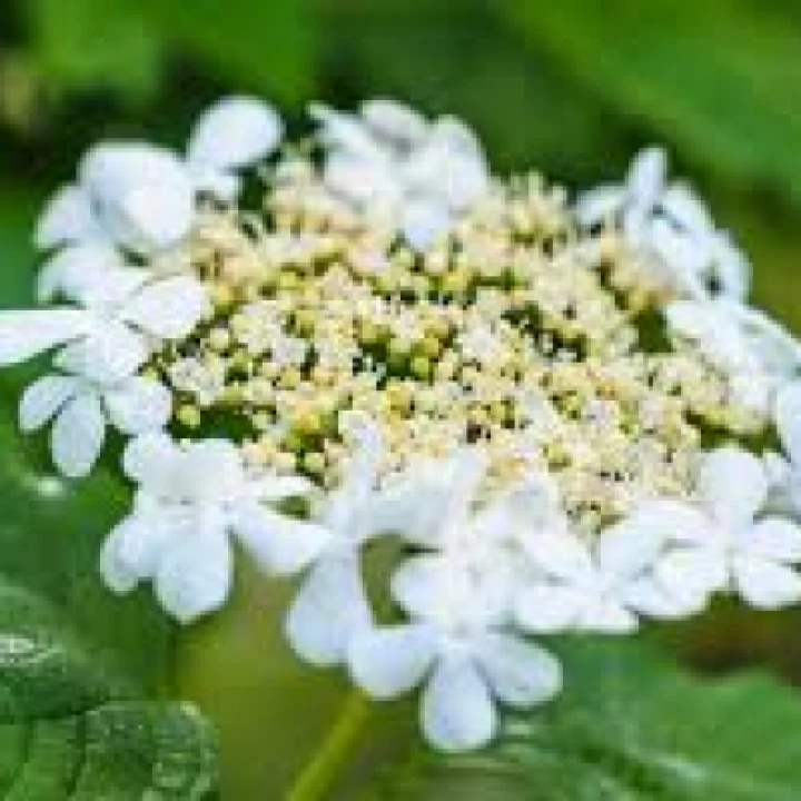TCW Guelder Rose Flower