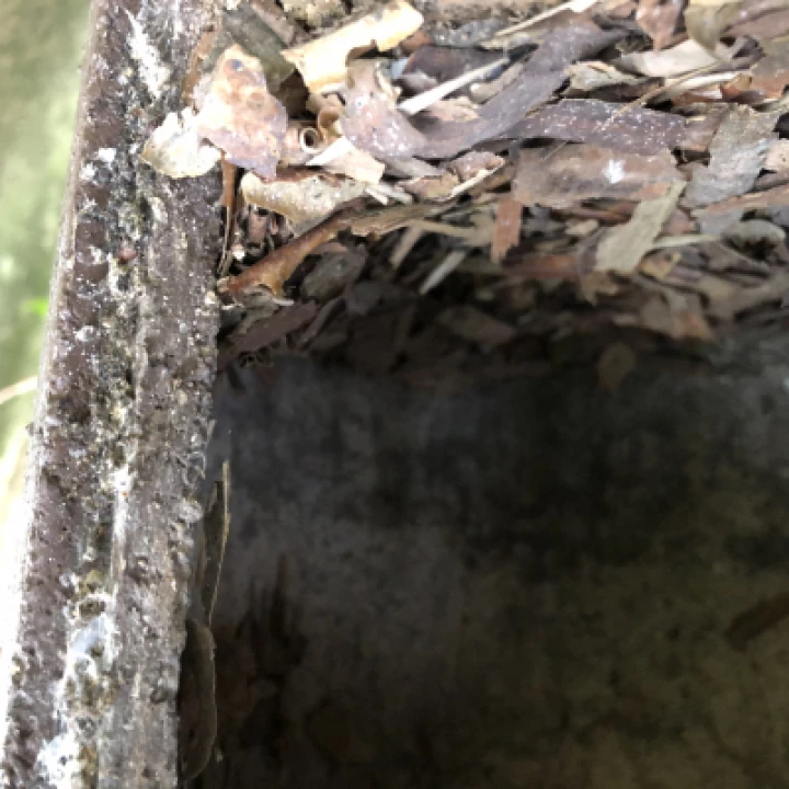 Photo 3   Nuthatch Nesting Material In Great Tit Box