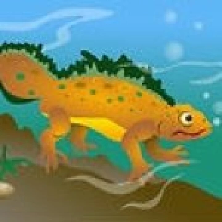 newt1