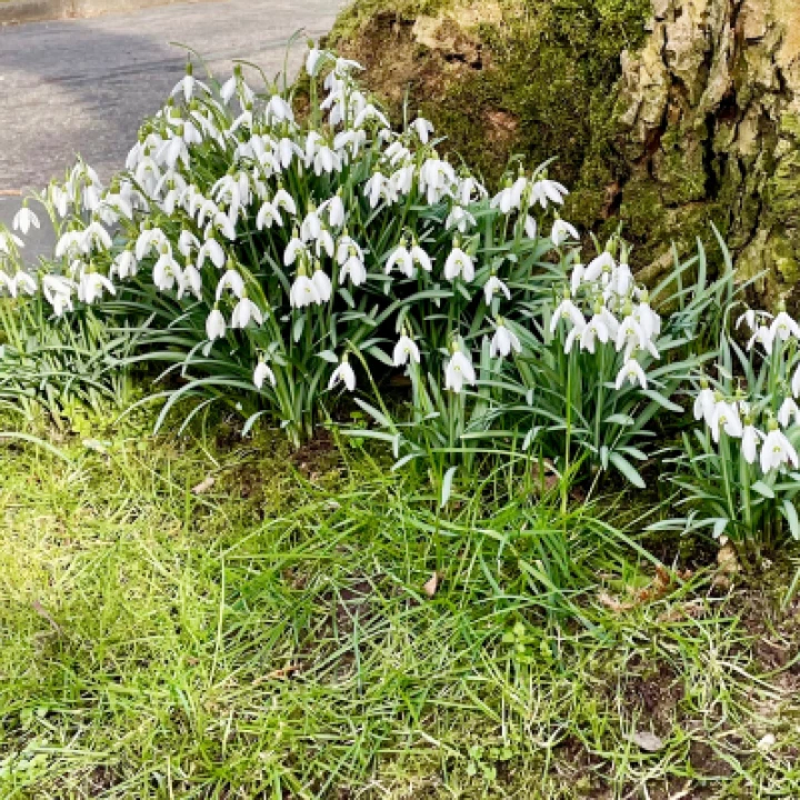 Henbury Snowdrops